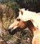 [Horse]