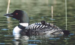 click to hear loons